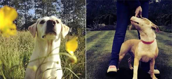 狗狗过了社会化期还是恐惧怎么办？看完你就知道了！