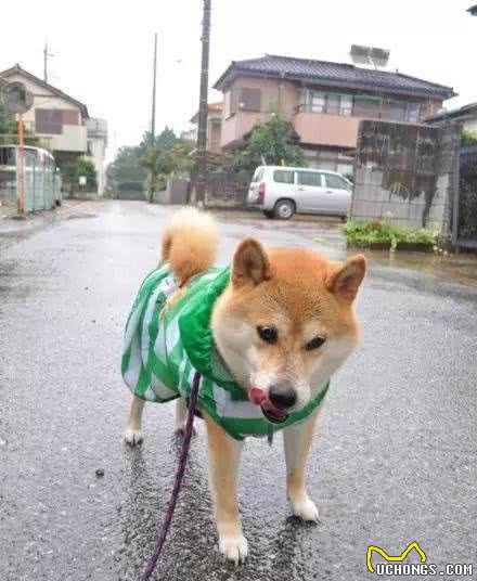 柴犬骨折的治疗办法，柴犬受伤骨折怎么办？