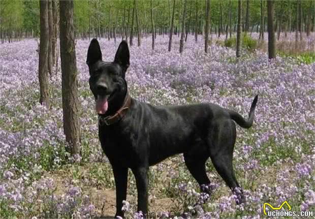 南方旅游，碰着这4种犬，一定得远离，它们不是一般的看门护院犬