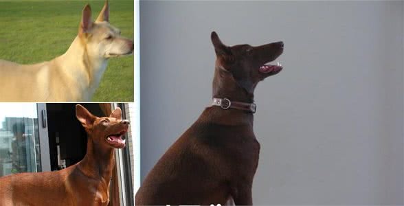 法老王猎犬掉毛程度掉毛程度几乎没有