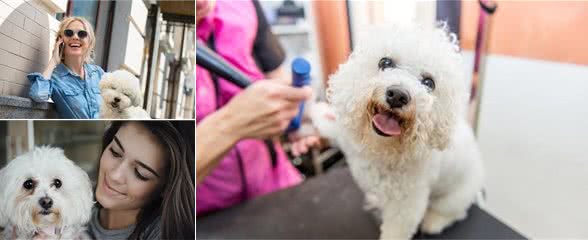 为了比熊犬的肠胃健康，请立刻停止这些做法，会缩短寿命的