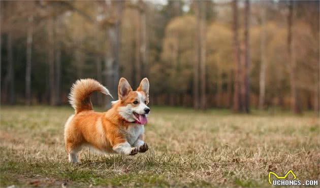 养柯基犬，除了知道它有小短腿，你还得知道这些东西