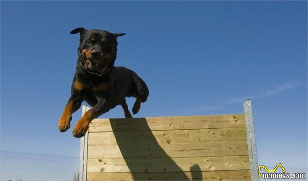 很多人喜欢罗威纳犬，它到底适合家里养吗，4方面分析供参考