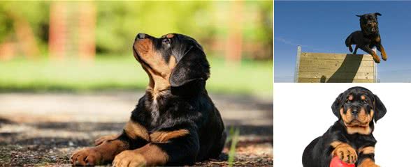 很多人喜欢罗威纳犬，它到底适合家里养吗，4方面分析供参考