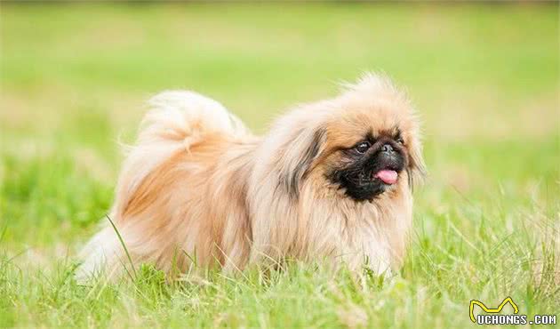 辟谣：狗狗剖腹产对它们身体有害！错的，有的犬种顺产会危及性命