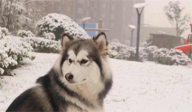 9种生于冬季的狗狗太酷了！除了拉雪橇，居然还有负责救援的