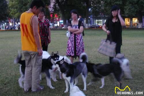 从遛犬时间，能够看出你养的什么狗，网友：半夜出门遛的是？