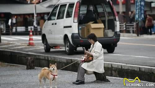 从遛犬时间，能够看出你养的什么狗，网友：半夜出门遛的是？