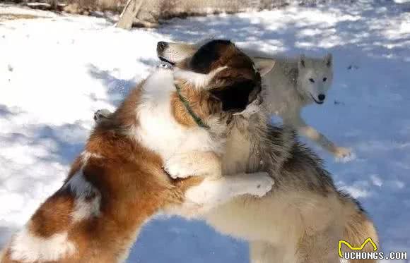 无所畏惧的战斗猛犬—中亚牧羊犬