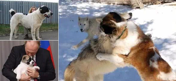 无所畏惧的战斗猛犬—中亚牧羊犬