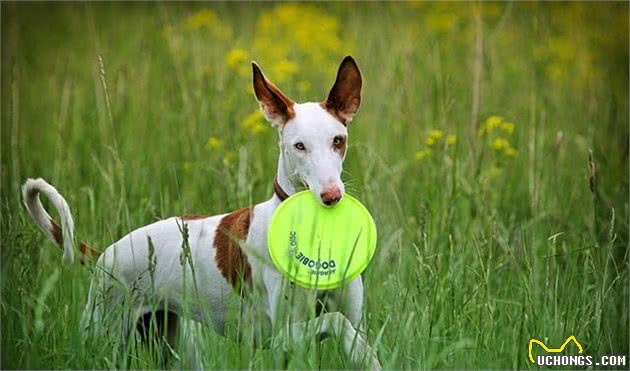 狗狗不喜欢吃犬粮怎么办？要放纵他的挑食吗？