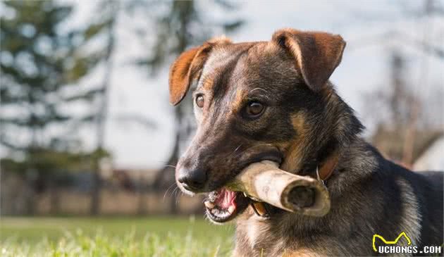 狗狗不喜欢吃犬粮怎么办？要放纵他的挑食吗？