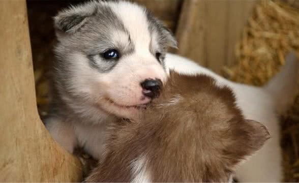 如何训练幼犬乘坐交通工具和游泳？