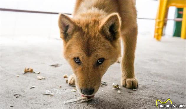 养宠必知的十点知识，主人照顾爱犬需注意细节，别因疏忽而懊悔