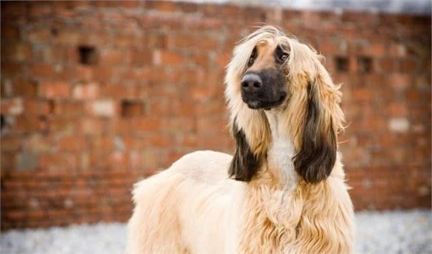 犬中之王，贵族中的新宠儿，阿富汗猎犬又一次成为万众瞩目之星