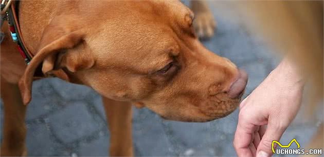 最使训犬师崩溃的5件事，训练狗狗可没有想象那么帅气轻松