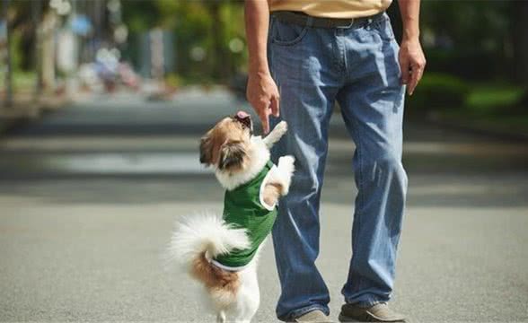 最使训犬师崩溃的5件事，训练狗狗可没有想象那么帅气轻松