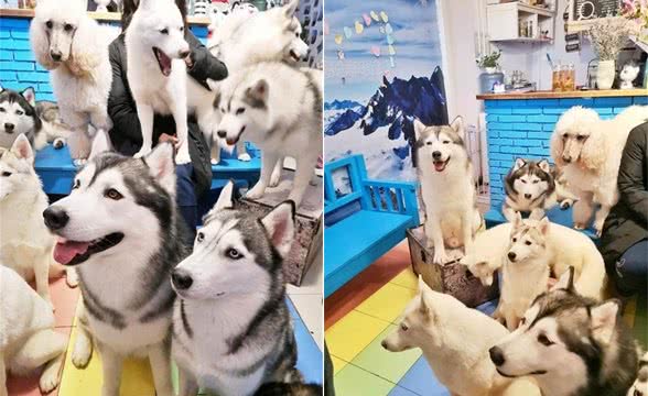 哈士奇犬的美容日常护理