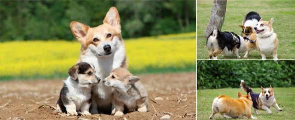 英女皇的挚爱：威尔士柯基犬的传奇之路，这小屁股真迷人！