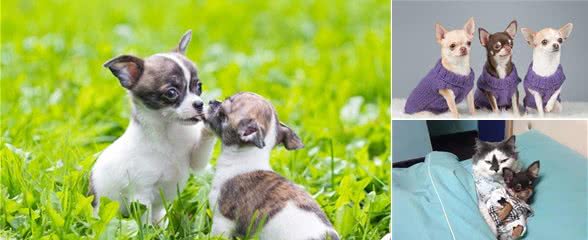 犬种科普介绍吉娃娃犬