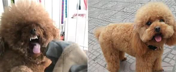 泰迪犬的7大缺陷，饲养前请三思