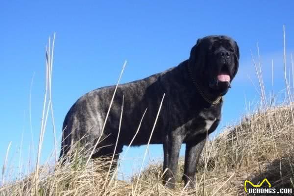 4种适合乡村饲养的猛犬，经济实惠，有了它们晚上睡觉不必关门