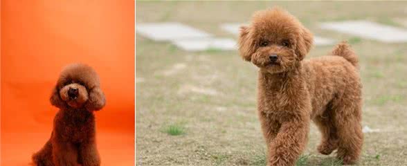 饲养泰迪犬，需要知道哪些事？