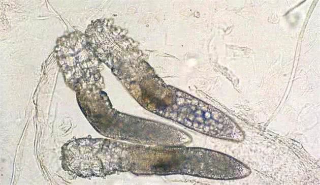 「宠物皮肤寄生虫」蠕形螨的诊治与预防—优化饲养管理方案