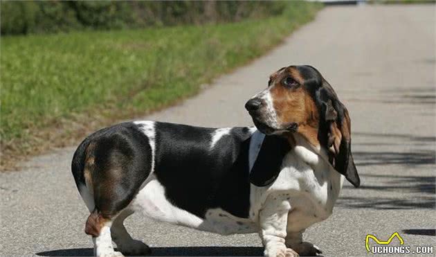 这几种狗狗不要看它们块头不大，但都是货真价实的猎犬