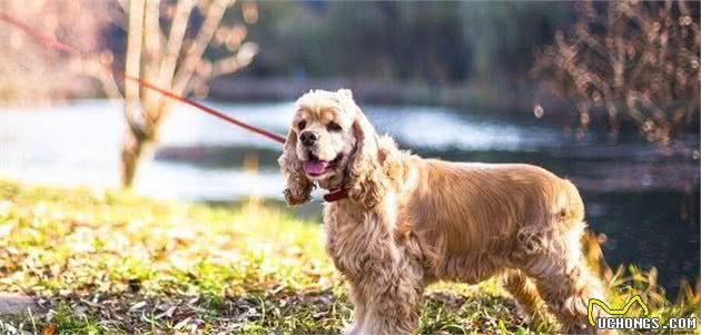 这几种狗狗不要看它们块头不大，但都是货真价实的猎犬