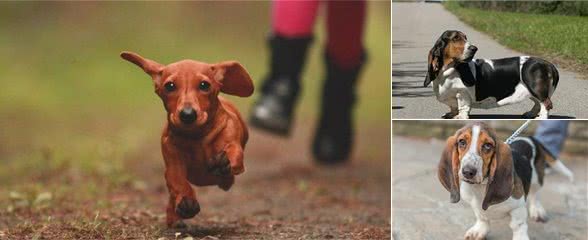 这几种狗狗不要看它们块头不大，但都是货真价实的猎犬