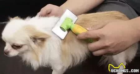 史上最全宠物护理篇，你值得拥有！