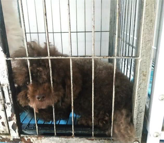 辟谣：犬粮一定比人吃的饭营养高，2块钱一斤的犬粮能有多少营养