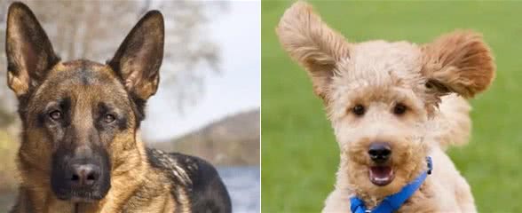 四大最聪明的狗狗，边牧犬第一，金毛犬上榜，第四名让人意外