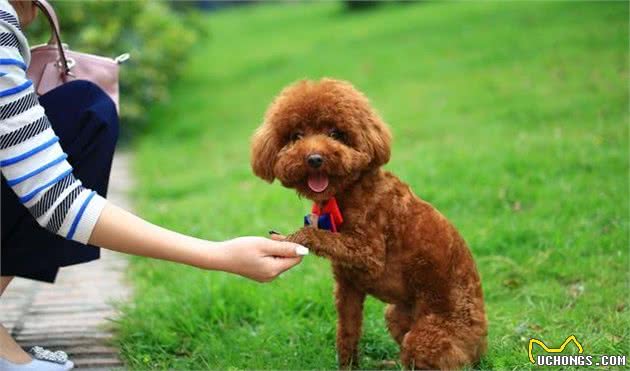 泰迪犬入门训练计划，不知道怎么训练的，能够看过来！