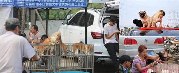 逛了十年犬市的我教你如何在犬市上买到一只好狗，一眼识破星期狗