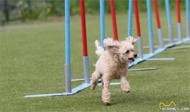 训练贵宾犬的5大禁忌，主人犯这些错误，它会更不听话