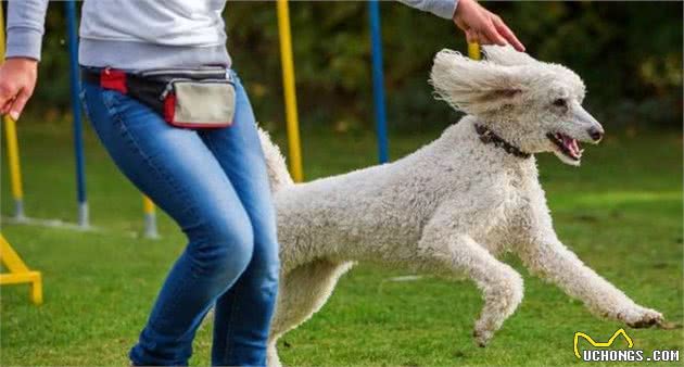 训练贵宾犬的5大禁忌，主人犯这些错误，它会更不听话