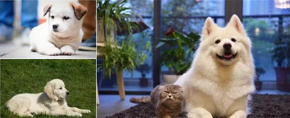 怎样训练犬趴下｜3分钟教你如何训练狗狗趴下，超级有效实用