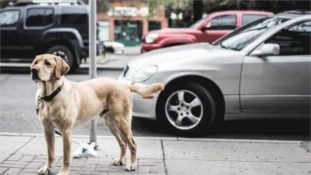 犬晕车怎么办？几个技巧让狗放心坐车，出发之前最好训练一下