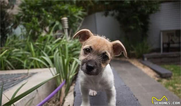 犬晕车怎么办？几个技巧让狗放心坐车，出发之前最好训练一下