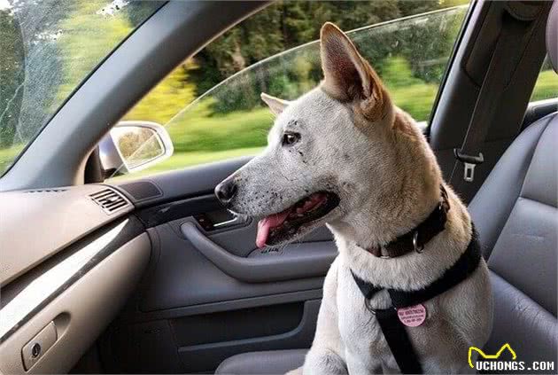 犬晕车怎么办？几个技巧让狗放心坐车，出发之前最好训练一下