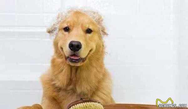 给狗狗洗澡的正确方法！铲屎官们进来学
