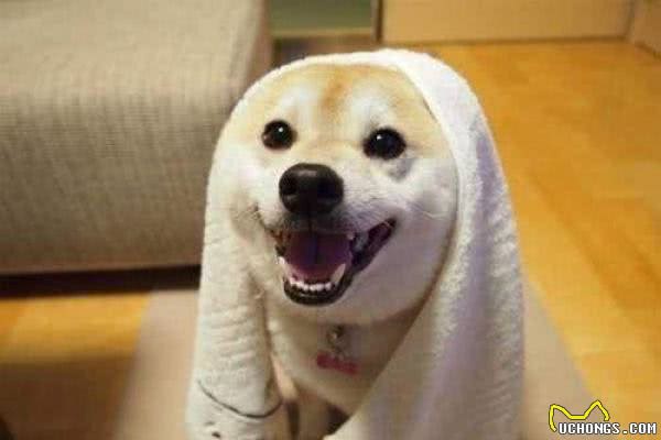给狗狗洗澡的正确方法！铲屎官们进来学