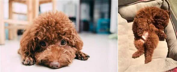 泰迪犬最爱的5种主人,碰着其中一种很侥幸,说的是你吗?