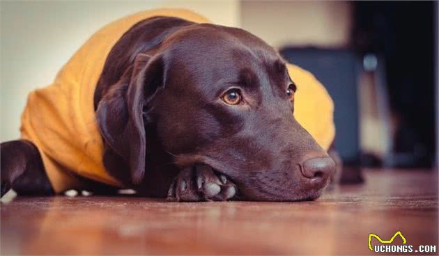 如何训练拉布拉多犬不讨食？学好这几招，让拉拉不贪嘴！