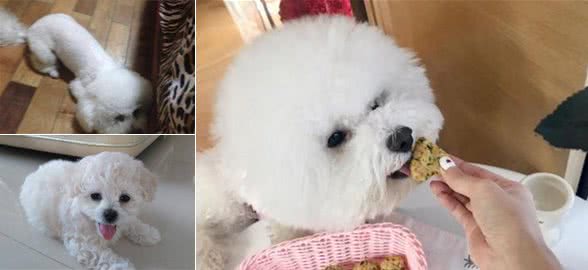 为什么比熊犬总喜欢躲在床底下？知道真相后，我想抱抱它