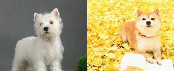养宠物怕脏，这2种超爱洁净的狗狗，保证满意