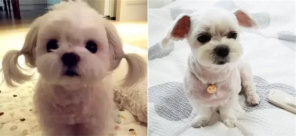 养好马尔济斯犬，你不可不知道的小秘密