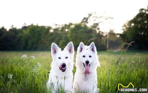 如何让汪不忘记铲屎官？照顾好老年犬，防止患老年痴呆症